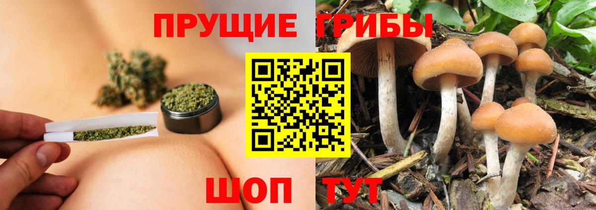 Псилоцибиновые грибы Cubensis Новосибирск